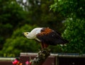 An African fish eagle haliaeetus vocifer  making it`s signature call Royalty Free Stock Photo