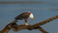 African Fish-Eagle (Haliaeetus vocifer) Pilanesberg Nature Reserve, South Africa Royalty Free Stock Photo