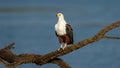 African Fish-Eagle (Haliaeetus vocifer) Pilanesberg Nature Reserve, South Africa Royalty Free Stock Photo