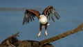 African Fish-Eagle (Haliaeetus vocifer) Pilanesberg Nature Reserve, South Africa Royalty Free Stock Photo