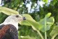 The African Fish Eagle (Haliaeetus vocifer) Portrait of an African Fish Eagle Royalty Free Stock Photo