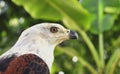 The African Fish Eagle (Haliaeetus vocifer) Portrait of an African Fish Eagle Royalty Free Stock Photo