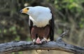 African Fish Eagle; Haliaeetus Vocifer; South Africa Royalty Free Stock Photo