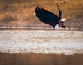 African Fish Eagle Royalty Free Stock Photo