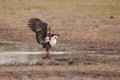 African fish eagle Royalty Free Stock Photo