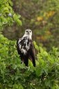 African Fish eagle on a tree. Royalty Free Stock Photo