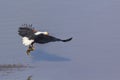 African fish eagle in Kruger National park, South Africa Royalty Free Stock Photo