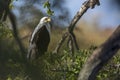 African fish eagle in Kruger National park, South Africa Royalty Free Stock Photo