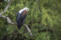African fish eagle in Kruger National park, South Africa Royalty Free Stock Photo