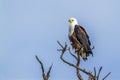 African fish eagle in Kruger National park, South Africa Royalty Free Stock Photo