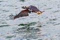 African Fish Eagle Lifting Fish From Lake