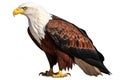 African Fish Eagle Animals and wildlife isolate on white background