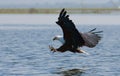 African Fish Eagle at the moment the attack on the prey. Kenya. Tanzania. Safari. East Africa.