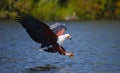 African Fish Eagle at the moment the attack on the prey. Kenya. Tanzania. Safari. East Africa.