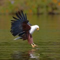 African Fish Eagle at the moment the attack on the prey. Kenya. Tanzania. Safari. East Africa.