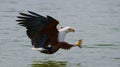 African Fish Eagle at the moment the attack on the prey. Kenya. Tanzania. Safari. East Africa.