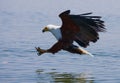 African Fish Eagle at the moment the attack on the prey. Kenya. Tanzania. Safari. East Africa.