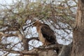 African fish eagle