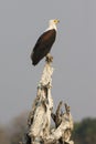 African fish eagle on perch Royalty Free Stock Photo