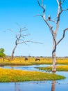 African Fish Eagle Perched in Chobe National Park Royalty Free Stock Photo