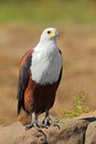 African fish-eagle perched on a rock, Kruger National Park, South Africa Royalty Free Stock Photo