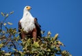 African fish-eagle perched at the top of a tree