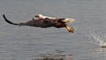 African fish-eagle picks up the fish out of water