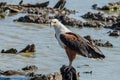 African Fish Eagle resting on a rock in the ornage river