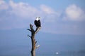 African fish eagle sits on deadwood at Lake Naivasha