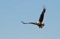 African fish eagle soaring Royalty Free Stock Photo