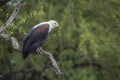 African fish eagle in Kruger National park, South Africa Royalty Free Stock Photo