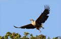 African Fish Eagle, take-off from bush Royalty Free Stock Photo