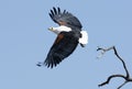 African Fish Eagle Royalty Free Stock Photo