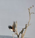 African Fish Eagle about to take off, while being watched by a lilac breasted roller. Royalty Free Stock Photo