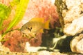 African fish Trophyus Cichlids living in Lake