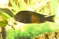 African fish Trophyus Cichlids living in Lake