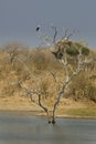 African fisheagle Royalty Free Stock Photo