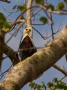 African Fisheagle Royalty Free Stock Photo
