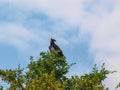 African fishing eagle Royalty Free Stock Photo