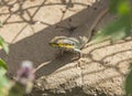 African five lined skink lizard on a rock in garden Royalty Free Stock Photo