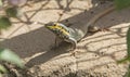 African five lined skink lizard on a rock in garden Royalty Free Stock Photo