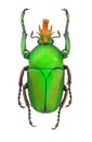 African flower beetle Taurhina longiceps