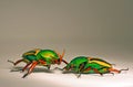 African Flower Beetles