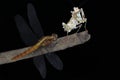 african flower mantis and dragonfly Royalty Free Stock Photo