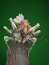 african flower mantis eat cricket Royalty Free Stock Photo