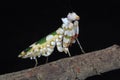 African flower mantis