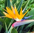 African flower strelitzia, bird of paradise Royalty Free Stock Photo