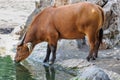 The African forest buffalo, syncerus caffer nanus, also known as the dwarf buffalo or the Congo buffalo