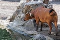 The African Forest Buffalo, Syncerus Caffer Nanus, also known as the Dwarf Buffalo or the Congo Buffalo