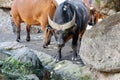 The African Forest Buffalo, Syncerus Caffer Nanus, also known as the Dwarf Buffalo or the Congo Buffalo